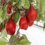Piqa Boo Pear; Red Skin White Flesh Sweet Reviving Taste Crisp Juicy Texture