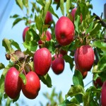 Introducing Apple Fruit Tree + the best purchase price