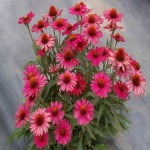 Echinacea Angustifolia Root (Sunflower Family) Narrow 3 Colors Pink Yellow Orange