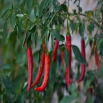 Hot Pepper in Pakistan; Red Green Contain Vitamins C E B6 Capsaicin