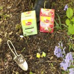 Lipton Green Tea 25 Bags; Essential Oil Free Cardiovascular Diseases Preventer