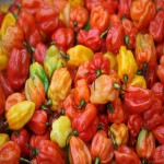 Today Pepper in Mudigere; Sweet Hot Vitamin A B B6 C Help Digestive System