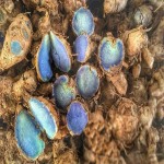 Black Turmeric per kg in India (Kali Haldi) Brown Tan Light Beige Tough Corky Texture