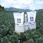 Yara Water Soluble Fertilizer; Fine Granules Form Contain Calcium Nitrogen Improve Growth
