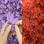 High Quality Saffron in Sri Lanka; Depression Preventer Fat Burning 2 Vitamins C K