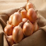 Small Onion Today in Salem; Yellow White Red Colors Sweet Spicy Taste