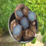Black Turmeric in International Market; Vitamin C B3 B6 Treat Internal Wounds