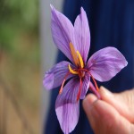 Saffron Price Uk (Red Gold) Spice Lily Family 2 Types Nagin Ghalamdar Pushal