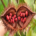Natural Annatto Extract (Achiote Tree) Powder Paste Liquid Contain Vitamin E