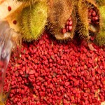 Norbixin Annatto Extract; Red Orange Contain Carotenoids Terpenoids Flavonoids Tocotrienols