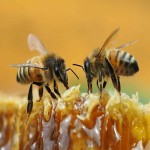 Bee Honey per kg (Nectar) Antioxidants Source Anti Inflammatory Memory Issues Preventer