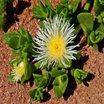Zembrin Kanna Extract ( Sceletium Tortuosum) Liquid Capsule Form Reduce Stress Anxiety