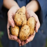 India Potato Today (Apios Americana) Vitamin B6 C Fiber Source Blood Pressure Reducer