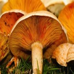 Pine Mushroom 2023 (Tricholoma Matsutake) Reddish Brown Cap White Stem