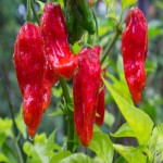 Ghost Pepper Per Ounce; Crimson Red Orange Prevent Blood Clogging Contain Antioxidant