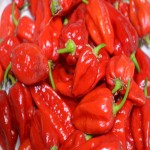 Ghost Pepper per pound (Bhut Jolokia) Antioxidant Vitamin C Source Cancer Preventer