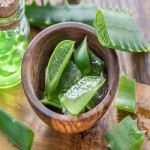 Damaged Aloe Vera Leaf; Antibacterial Immune System Improver Thick Fleshy