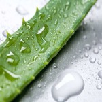 Broken Aloe Vera Leaf; Fresh Slightly Bitter Scent Contain Clear Gel