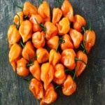 Habanero Pepper Per Pound (Capsicum Chinese) Vitamin A B C Source Blood Sugar Reduction