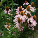 Echinacea Angustifolia (Coneflower) Immune System improver Cold Treatment