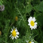 Matricaria Chamomilla (Camamelon) Sedative Diarrhea Treatment Food Digester
