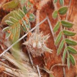Tribulus Terrestris Root; Powder Extract Types Bitter Taste Rough Surface