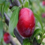 Java Plum in Pakistan (Syzygium Cumini) Cough Treatment Vitamin C B1 Content
