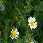 Matricaria Chamomilla Leaves; German Roman Types Antibacterial Properties