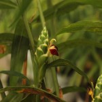 Zingiber Officinale Leaves; Rough Texture 2 Minerals Potassium Magnesium