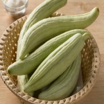 Armenian Burpless Cucumber; Mild Flavor Medicinal Properties 2 Vitamins A K