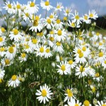 Chamomilla Recutita Flower (Matricaria) Dried Form Essential Oils Extracts