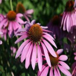 Echinacea Angustifolia Plant; Purple Coneflower Natural Remedy Antibacterial Properties