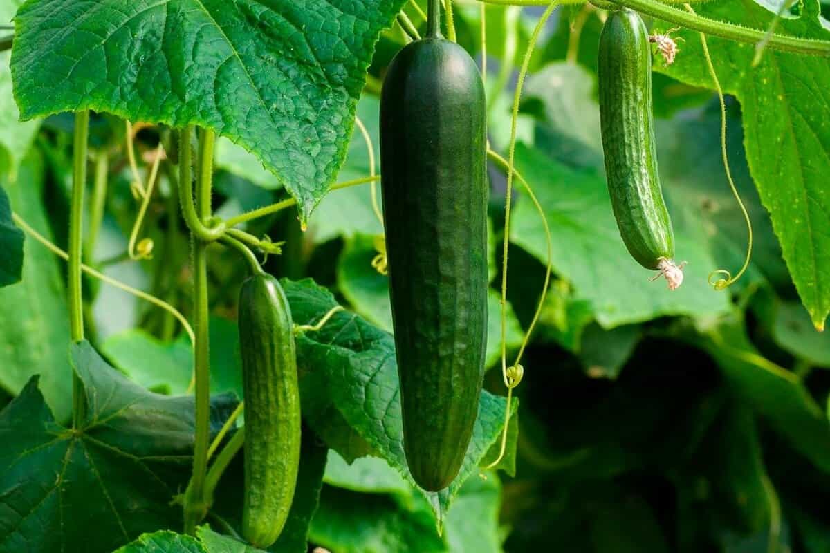 Burpless Supreme Cucumber; Soft Skin Dark Green Color Reducing Digestive Issues