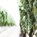 Unripe Grapes; Green Color Cold Dry Natures Helping Digestive System