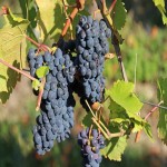 Possum Grapes; Deep Purple Black Colors Vitamin C Source