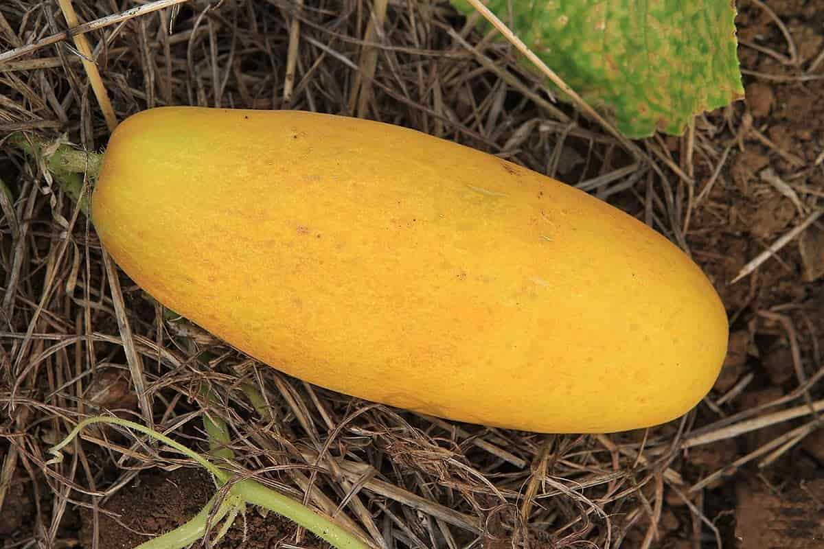 Yellow Kirby Cucumber; Sweet Taste Body Cleanser Vitamins C K