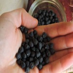 Black Kabuli Chickpeas; Improving Bone Health 3 Minerals Calcium Magnesium Phosphorus