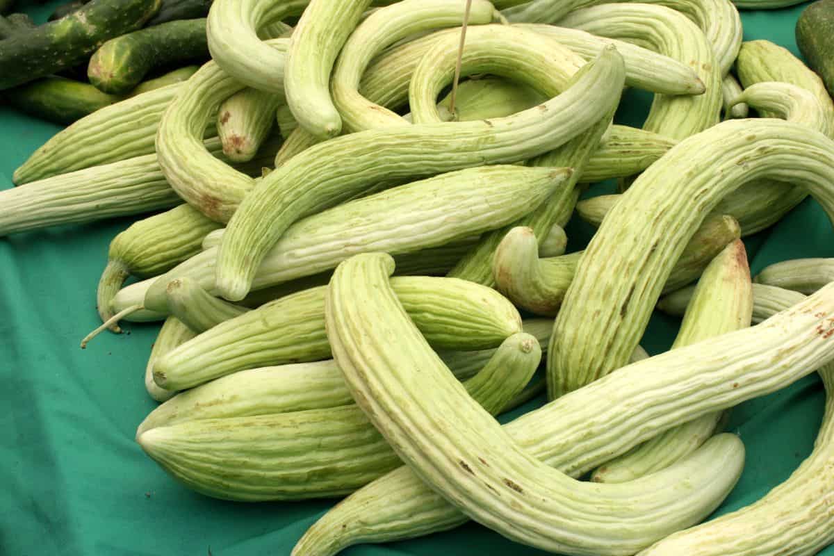 Pale Green Cucumber; Medicinal Dietary Properties Vitamin K Source