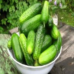Baby Japanese Cucumber; Thin Smooth Skin 2 Colors Green Yellow
