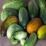 Over Ripe Cucumber; Yellow Color Sweet Taste Soft Texture
