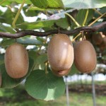 Buy and Price of Vitamin C and E Kiwifruit