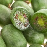 The Purchase Price of kiwi juice + Advantages And Disadvantages