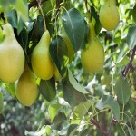 Learning to Buy Green Pear Types from Beginning to End