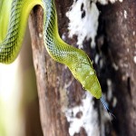 Snakes in The Philippines ( Venomous, Poisonous & Black )