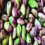 Raw pistachio seeds with complete explanations and familiarization