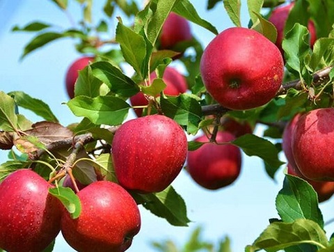 Purchase of Gala Apples in 10 kilogram baskets