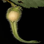 beaked hazelnut with Complete Explanations and Familiarization