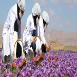 Iranian Saffron List Wholesale and Economical