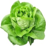 Butterhead lettuce Specifications and How to Buy in Bulk