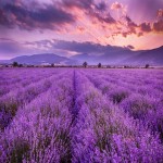 Lavender with Complete Explanations and Familiarization